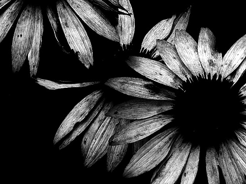 Exquisite Black and White Photography — Smashing Magazine