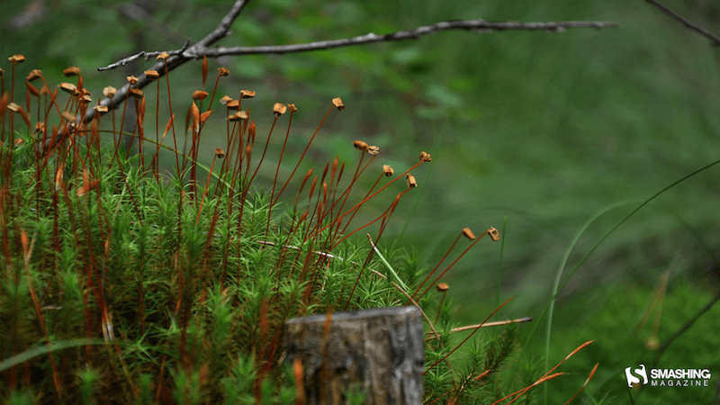 Autumn in the forest