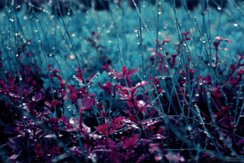 Beautiful Nature Wallpapers - June 15:crying grass. by *Cute-Sleepwalker