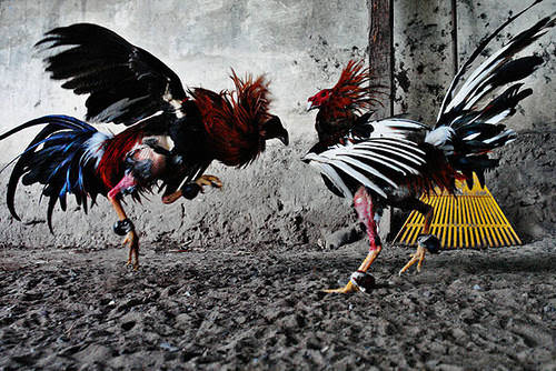 Mind-Blowing Photos - Cockfight â€“ Photo Essay â€“ Jan Sochor