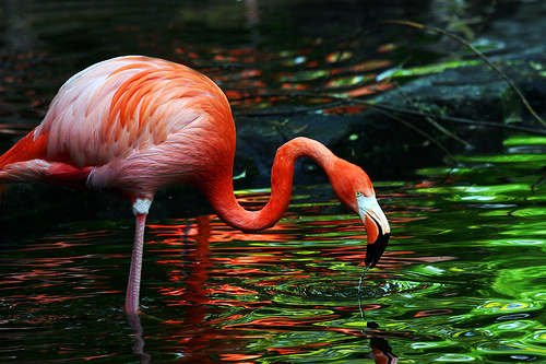 flamingo