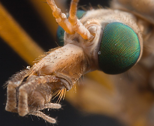 Cranefly macro