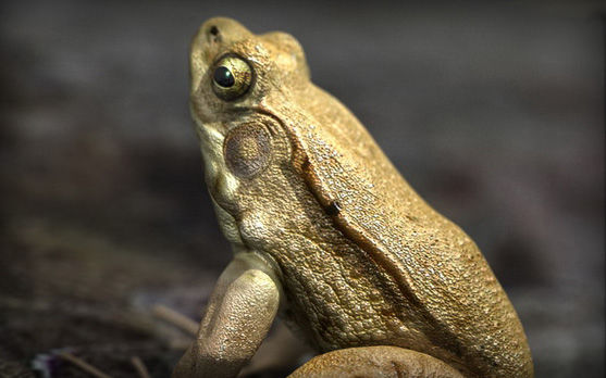 Male Green Frog Tutorial