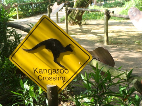 Wayfinding and Typographic Signs - kangaroo-crossing-signage