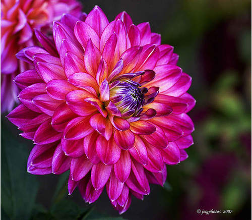 Mind-Blowing Photos - Refashioned Dahlia