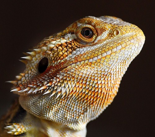 Bearded Dragon