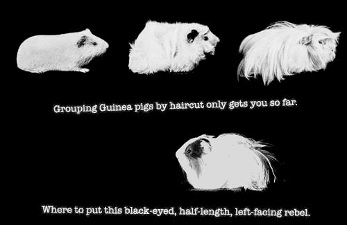 Grouping devices is like grouping guinea pigs.