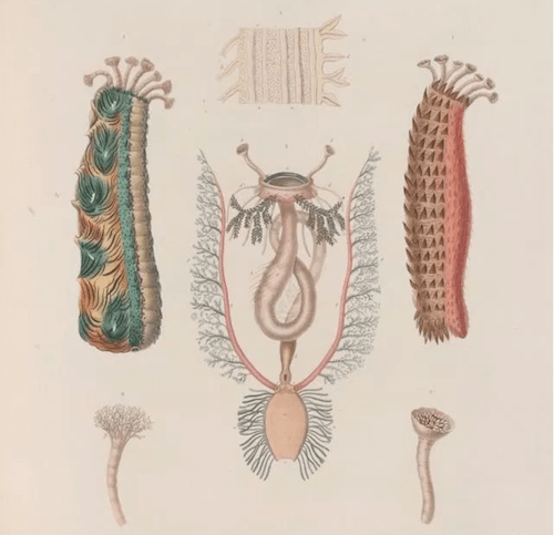 The anatomy of 6 sea cucumbers