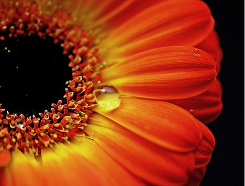 macro flower photography