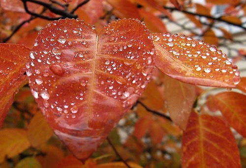 rain photography