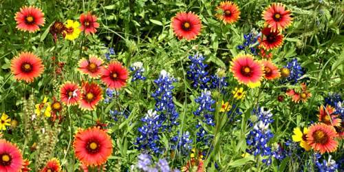 A field of flowers exhibits a flowing rhythm