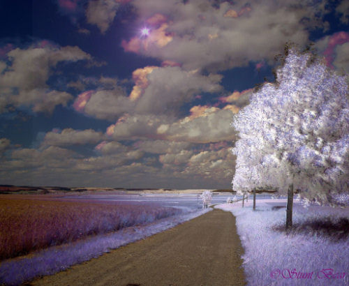 Infrared Photo