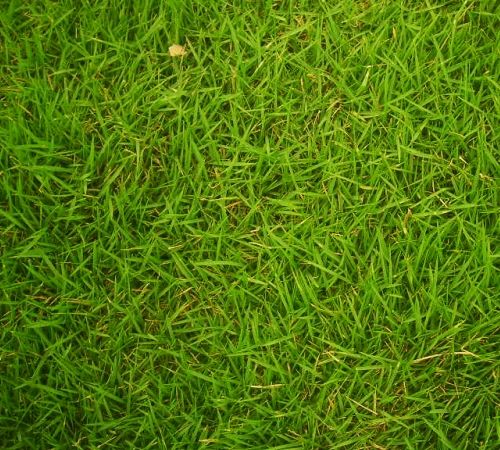 Grass Texture