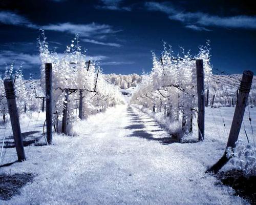 Infrared Photo