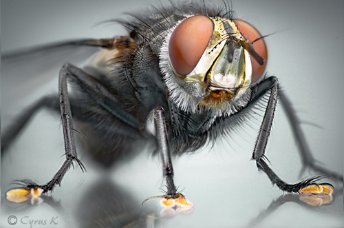 House fly macro