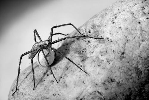 Spider with egg case