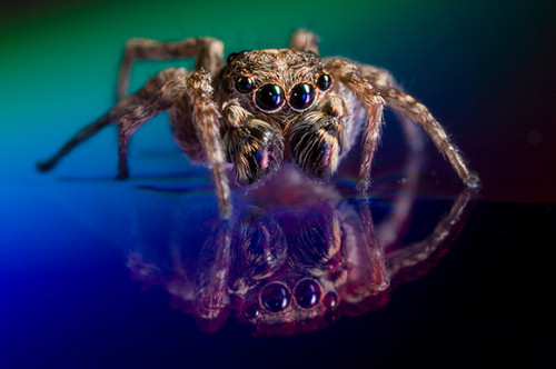 Spider macro