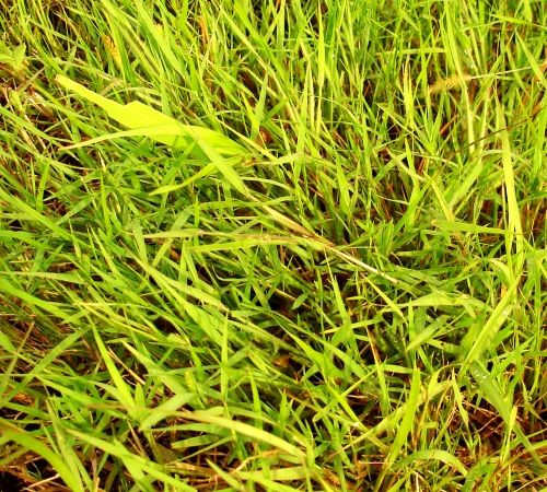 Grass Texture