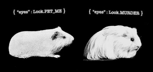 Configuring guinea pig facial expression using configuration objects.