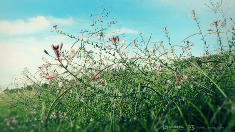 A photo of a wild flower field.