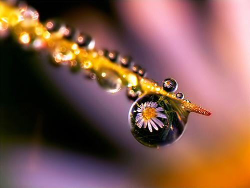 Flower in a Drop