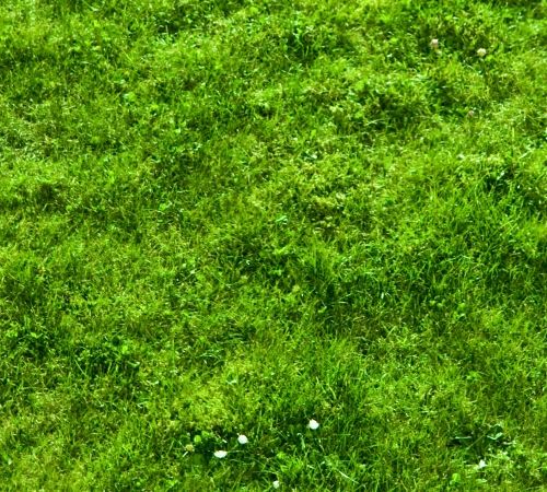 Grass Texture