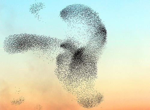 A Picture of a flock of starlings