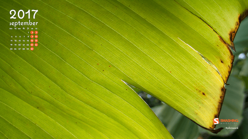 Sweet Time Under The Banana Tree