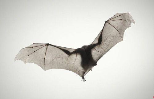 bat