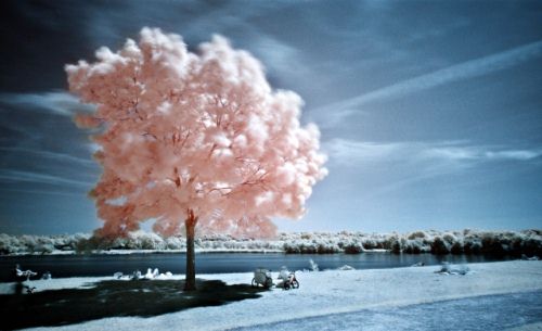 Infrared Photo