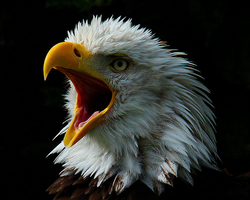 eagle