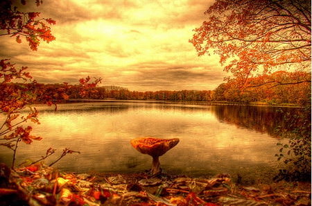 HDR Photos - A Mushroom with a view