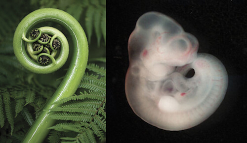 From unfurling ferns to a mouse embryo, life displays its process of becoming in the spiral of creative regeneration.