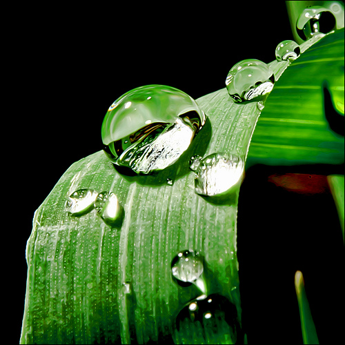 Grass Drops