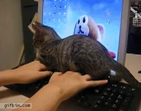 Cat 'helping' by laying on keyboard