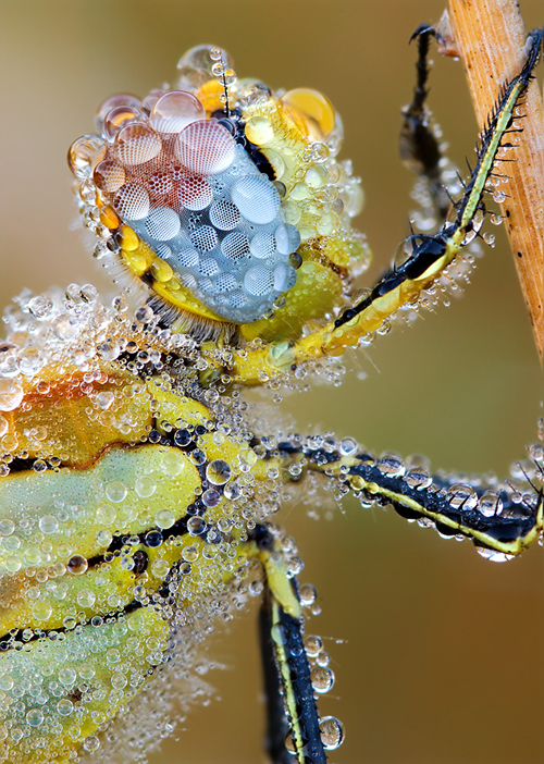 Red Veined Darter macro