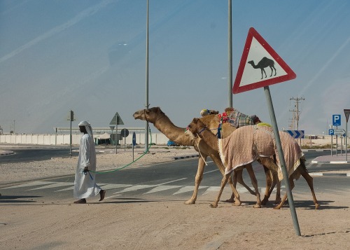 Wayfinding and Typographic Signs - camel-crossing-doha-qatar