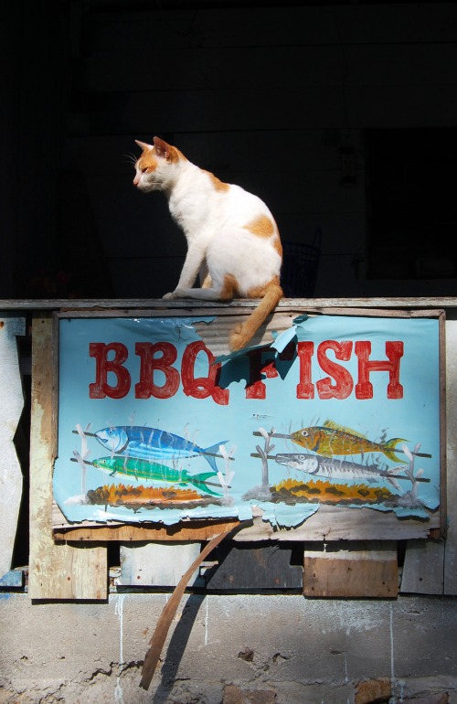 Wayfinding and Typographic Signs - bbq-cat