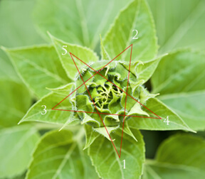 The bird’s-eye view of leaves in a five-pointed star show the pattern of leaves spiraling around the plant’s stalk in profile.