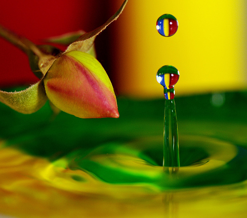 Water & Rose macro