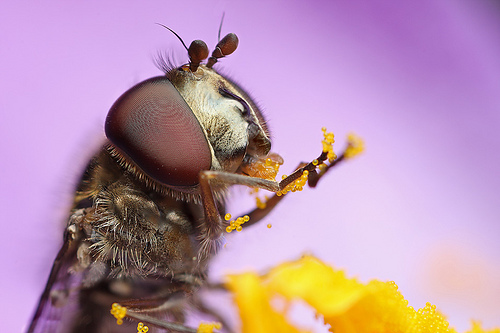 Hover Fly