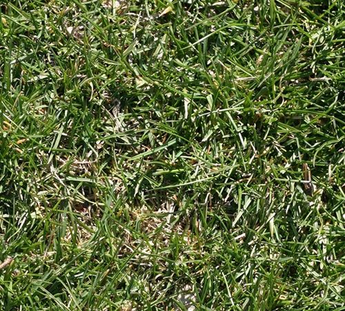 Grass Texture