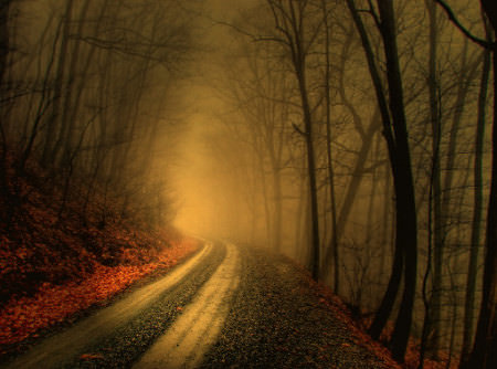 HDR Photos - foggy wood (Published in March 08 National Geographic)