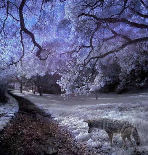 Infrared Photo