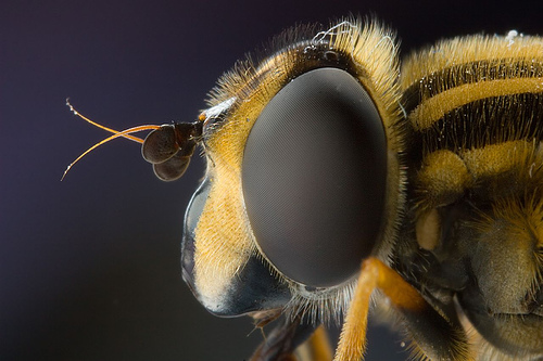 Hoverfly macro