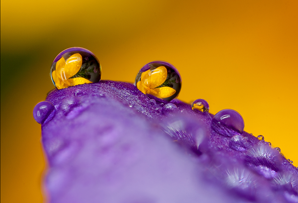 Beautiful Photography - flower petal