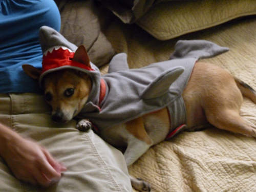 Dog in a shark costume