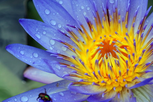 macro flower photography