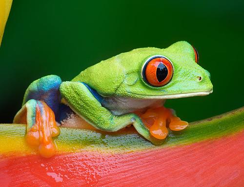 Red Eye Tree Frog