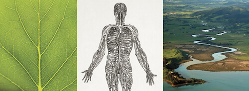 Branching pattern, the nervous system, and the lackadaisical meander